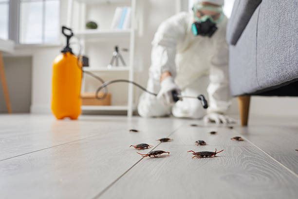 Affordable Termite Control solutions in Beverly, MA